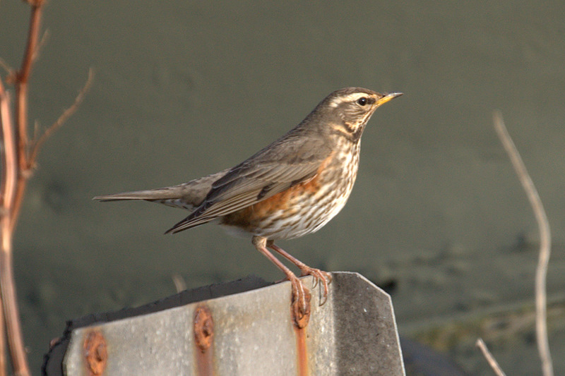 File:Redwing (Turdus iliacus), Skaw - geograph.org.uk - 2364564.jpg