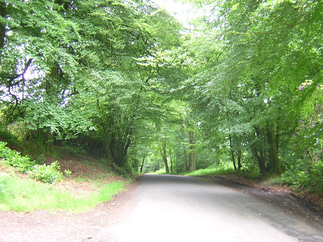 File:Road Marsh Plantation Gt. Haldon Hill Devon - geograph.org.uk - 19417.jpg