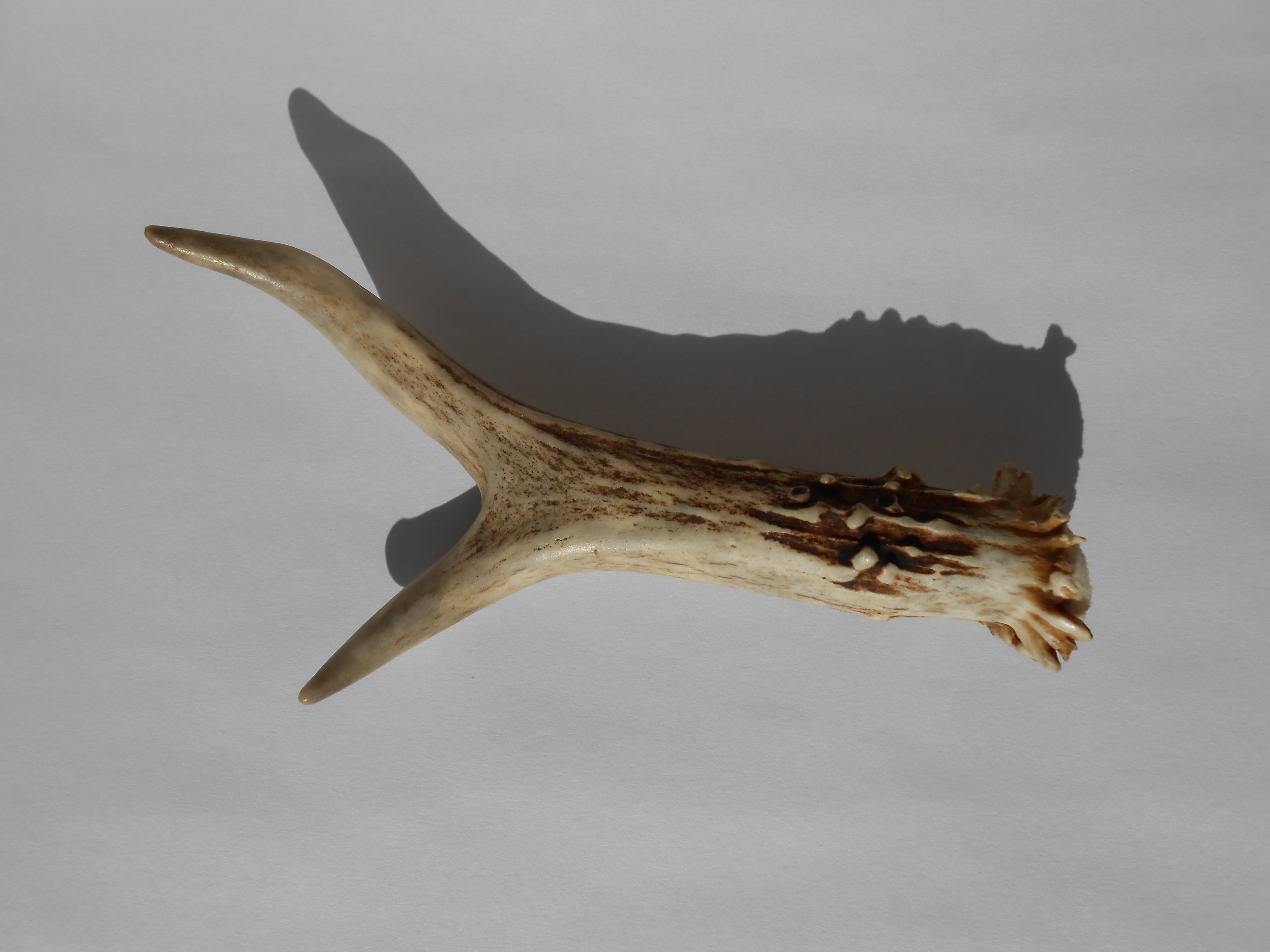 File:Roe deer antler.jpg - Wikipedia