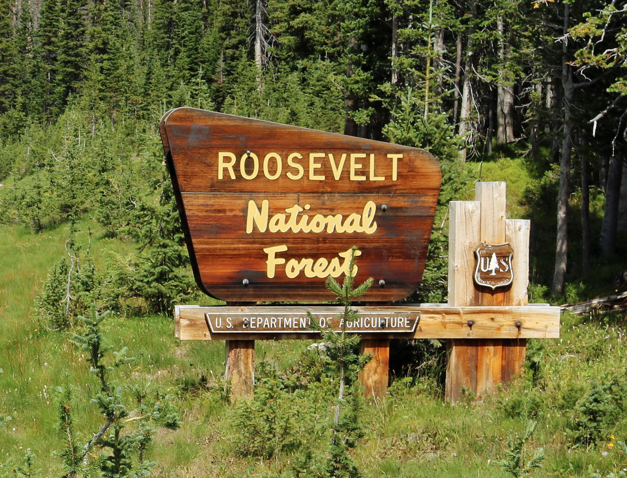 are dogs allowed in roosevelt national forest