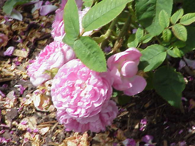 File:Rosa sp.151.jpg