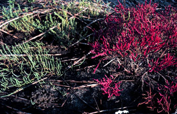 Glasswort (Salicornia spp.) a species endemic to the high marsh zone.