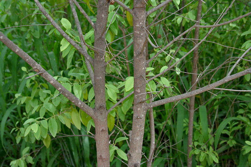 File:Santalum album (Chandan) in Hyderabad, AP W IMG 0029.jpg