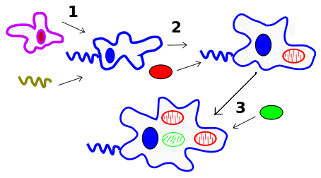 Symbiogenesis - Wikipedia