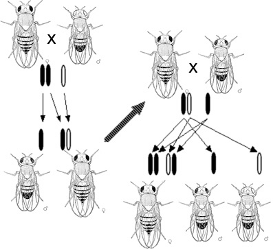 Diagram from Thomas Hunt Morgan's 1919 book The Physical Basis of Heredity, showing the sex-linked inheritance of the white-eyed mutation in Drosophila melanogaster.