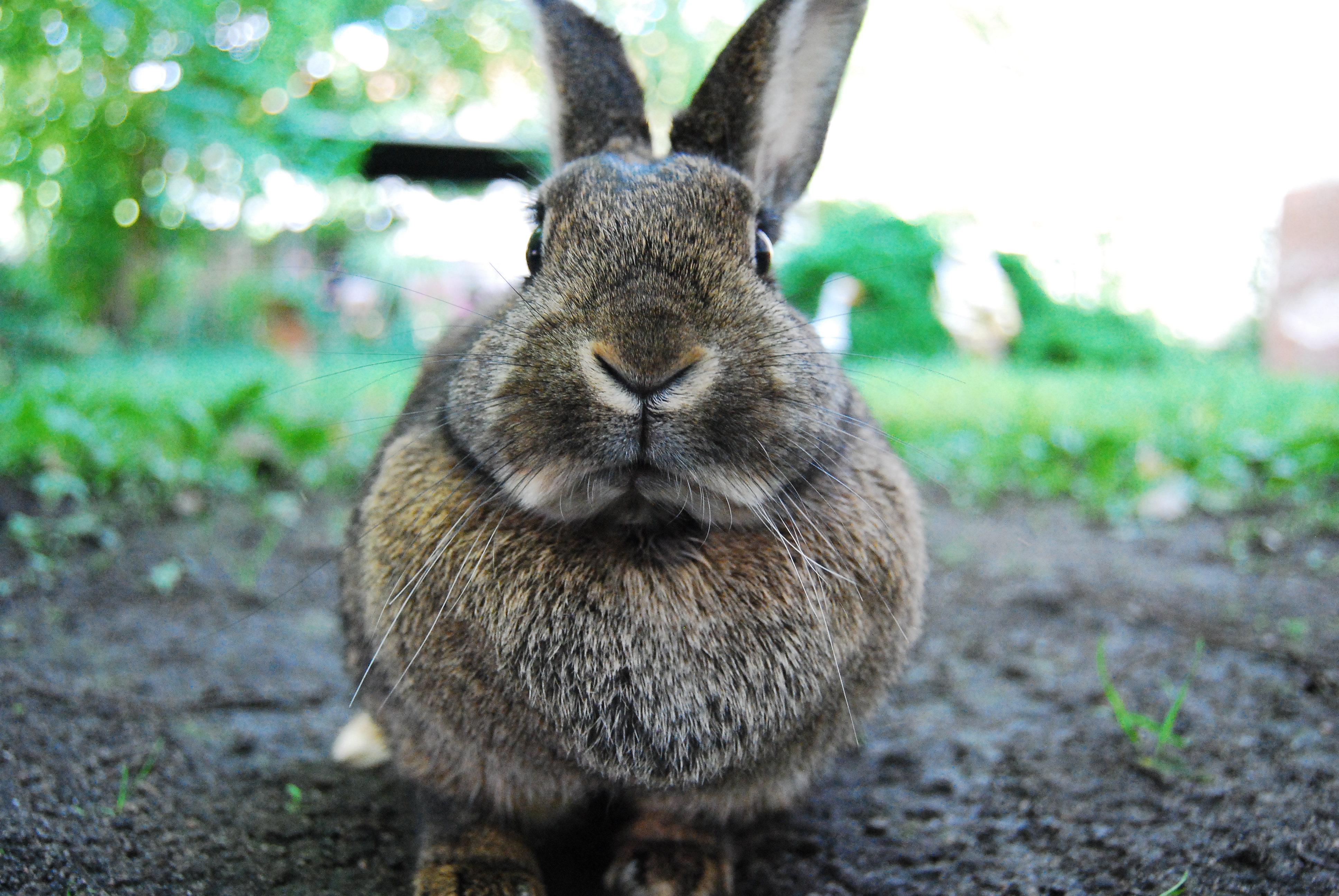 Sweet bunny. Крол. Животные Англии. Кролики в Великобритании. Зайцы в Англии.