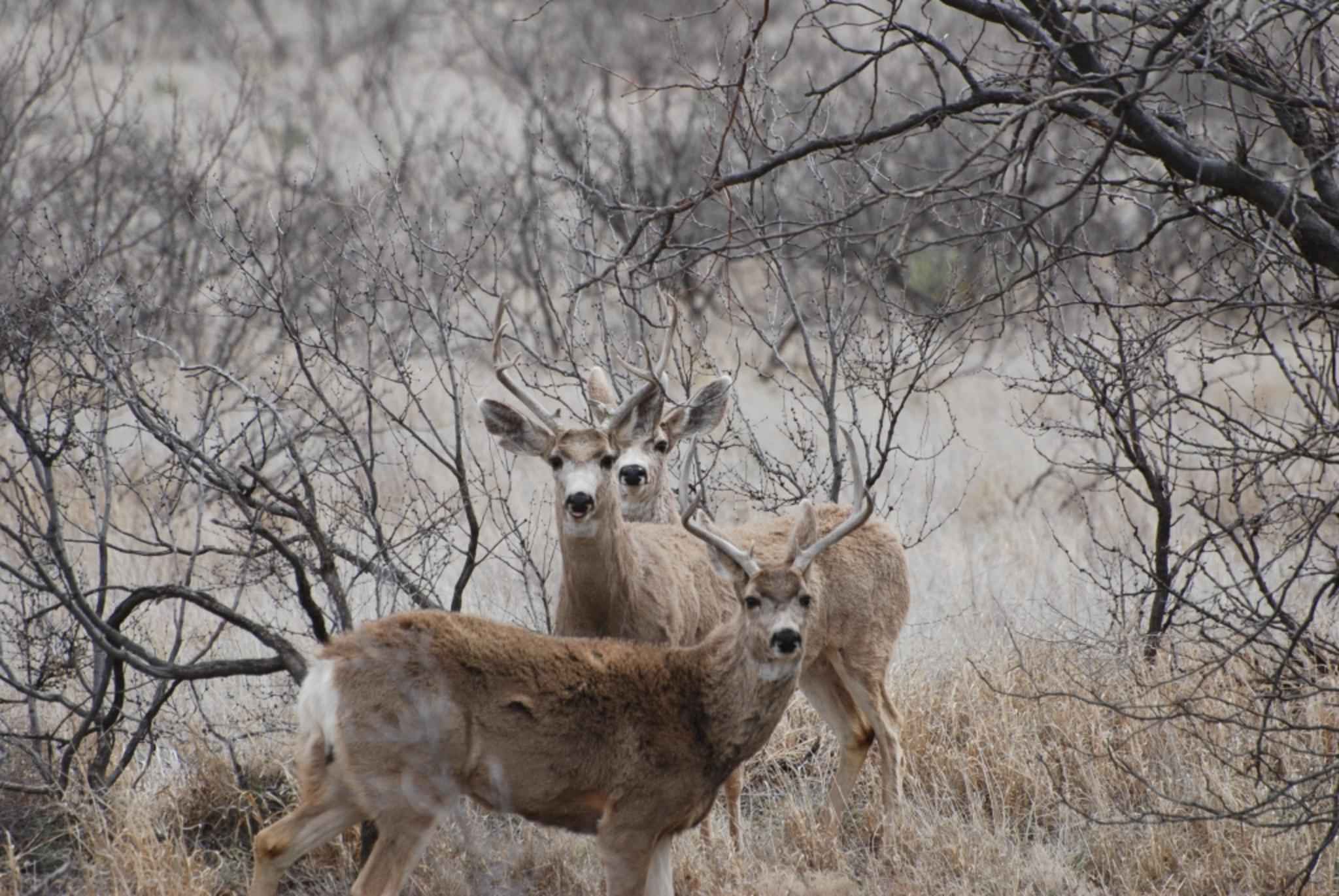 Three deer bucks stand in a wooded area.jpg. 