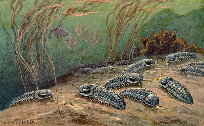 File:Trilobite Heinrich Harder.jpg