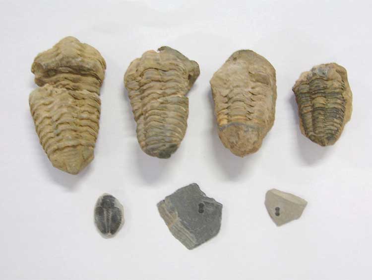 trilobites