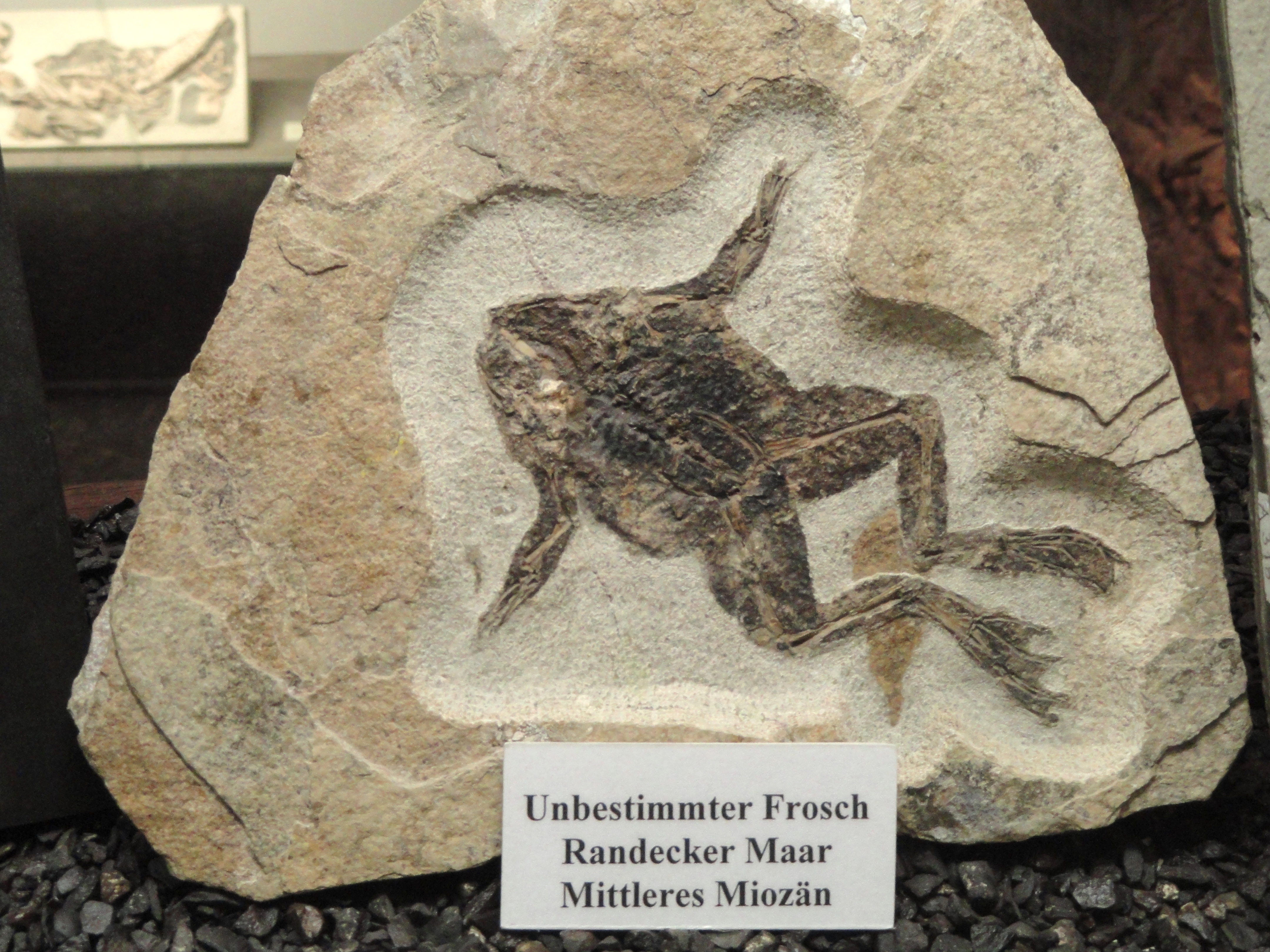 toad fossil