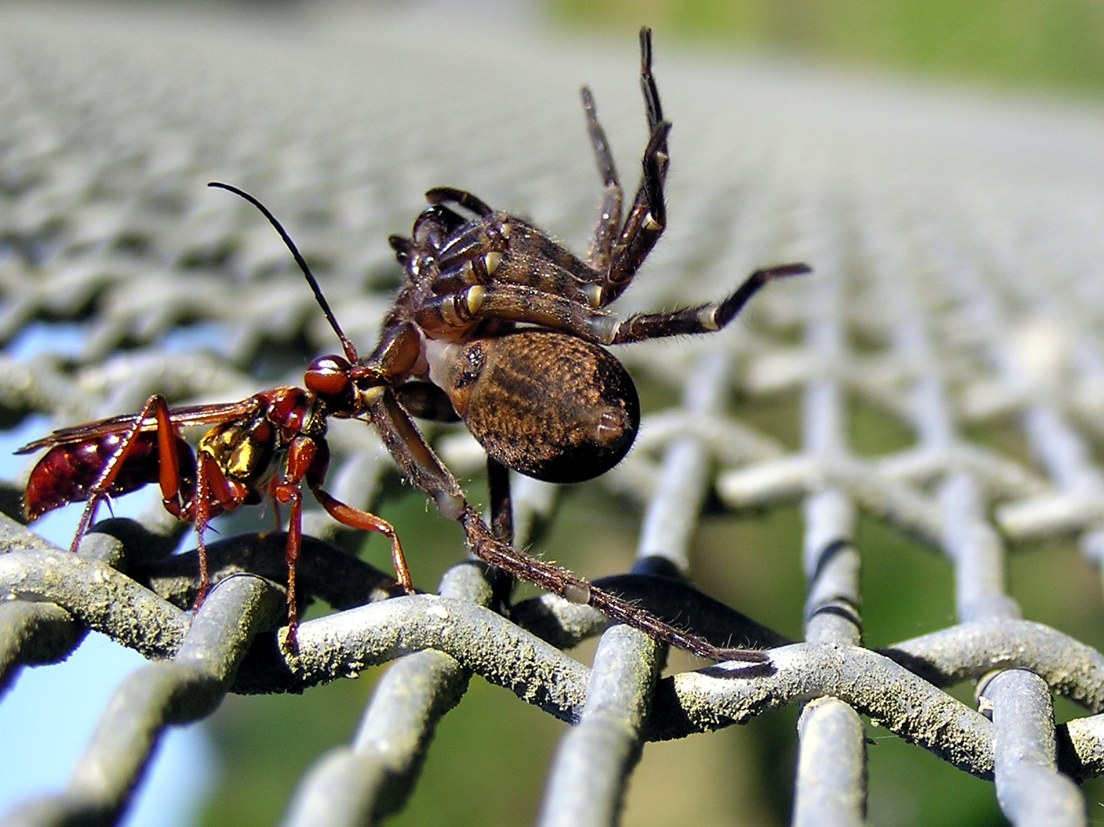 Дорожная оса помпил свинцовый Pompilus plumbeus