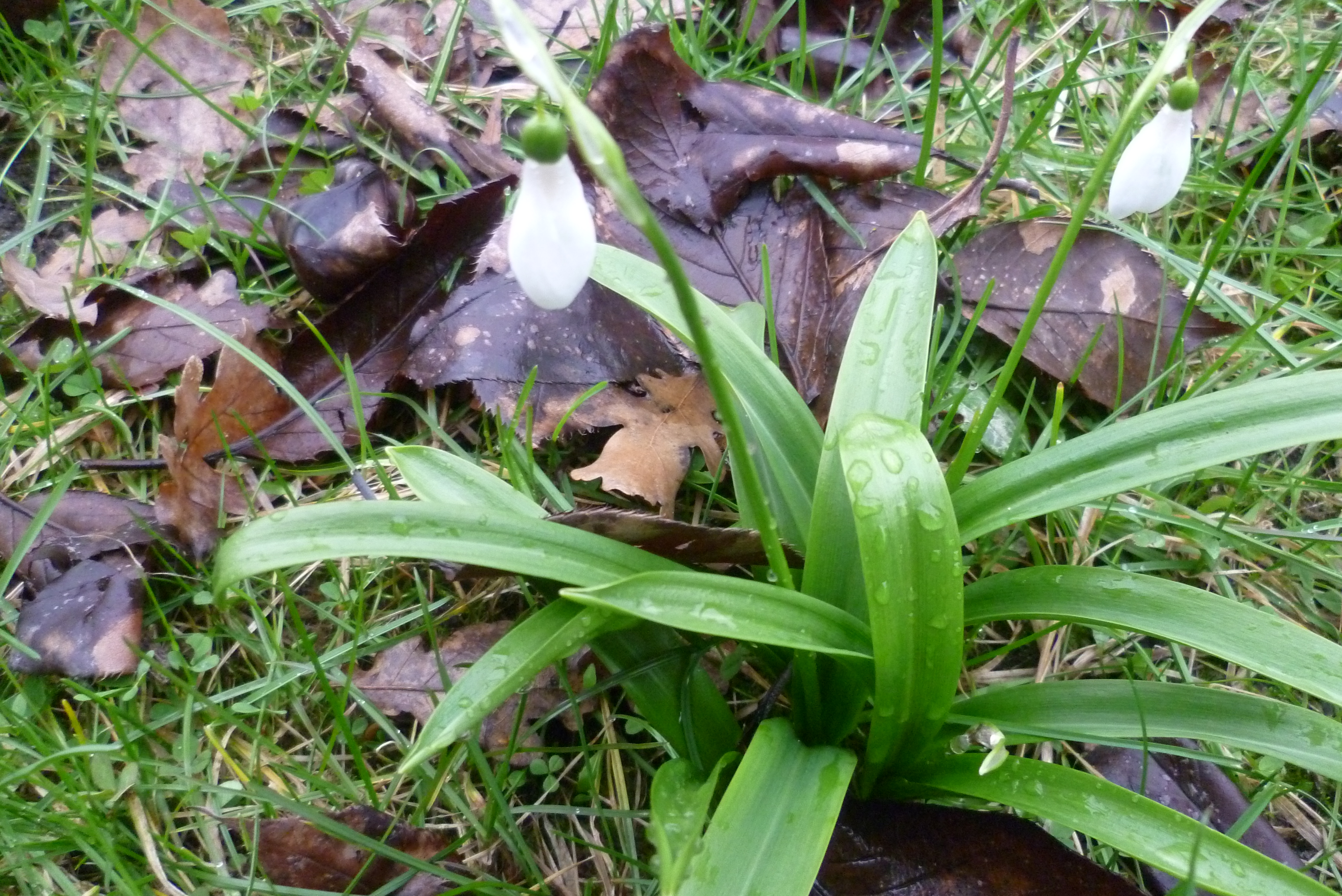 File Weisse Blume Im Garten Jpg Wikimedia Commons