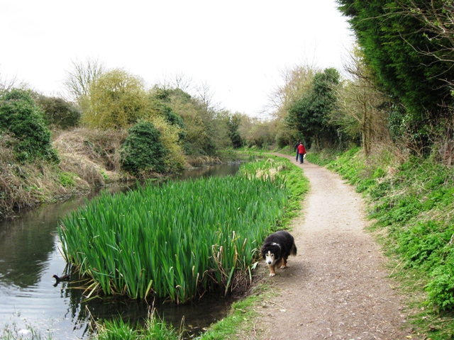 Wendover Arm, Reed beds in the Canal - geograph.org.uk - 1235668