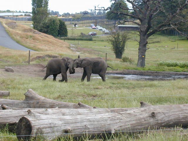 File:West Midland Safari Park.jpg