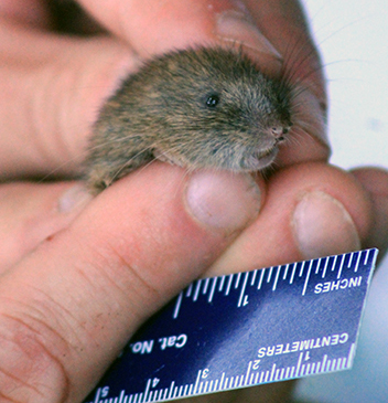 The average adult size of a White-footed vole is  (0' 5