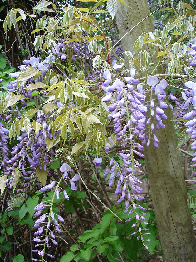 Glycine (wisteria) : choix et conseils de culture