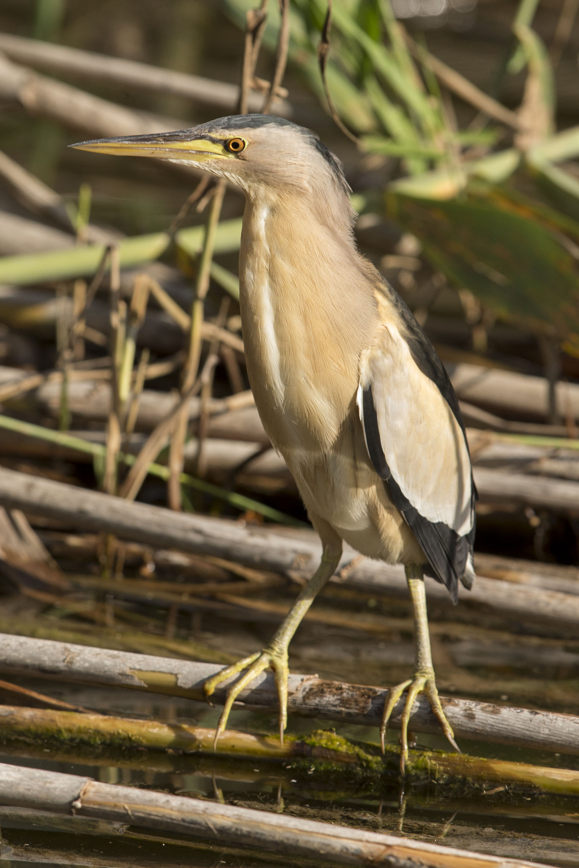 Little Bittern Wikipedia