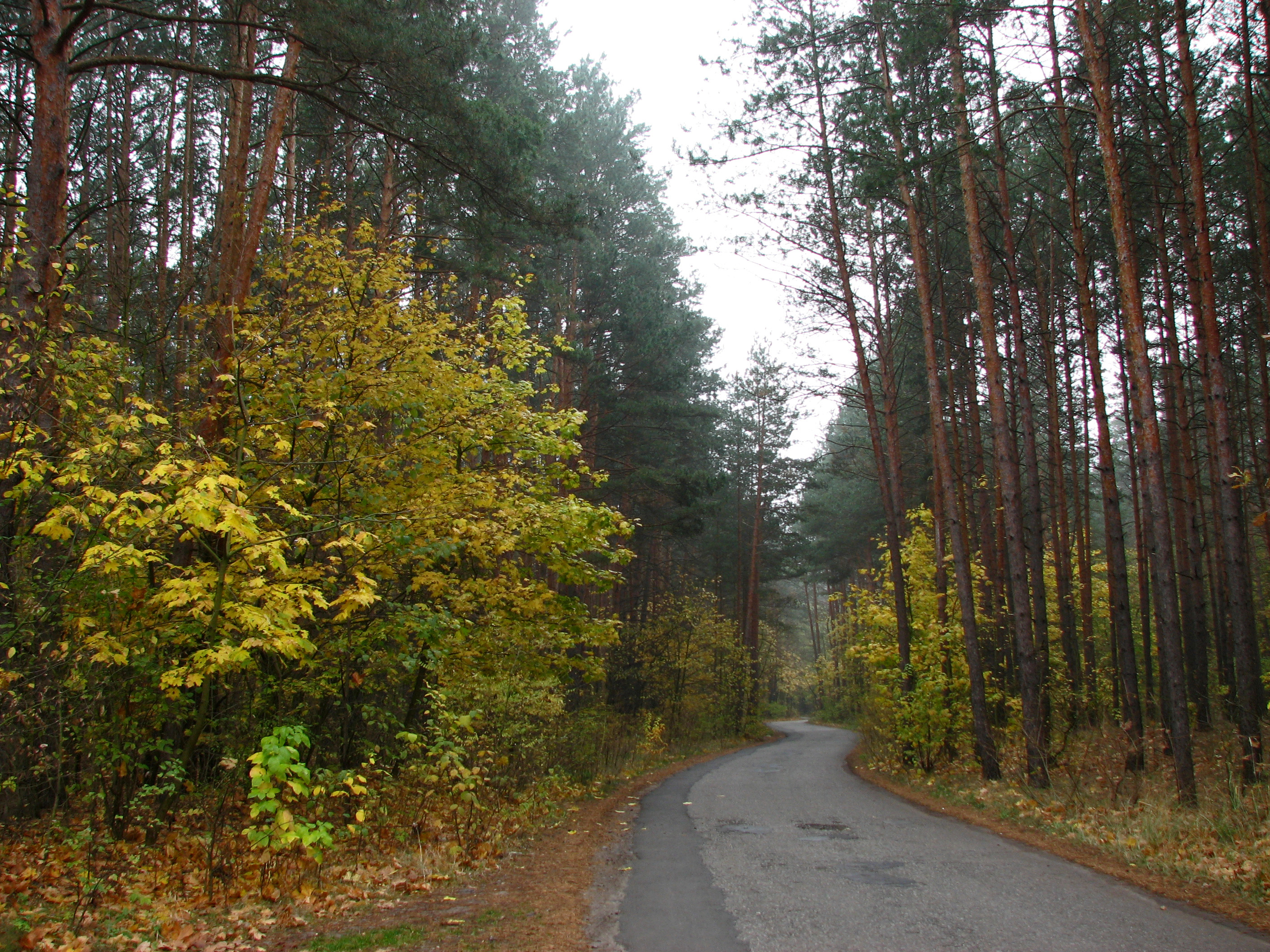 Конча Заспа лес