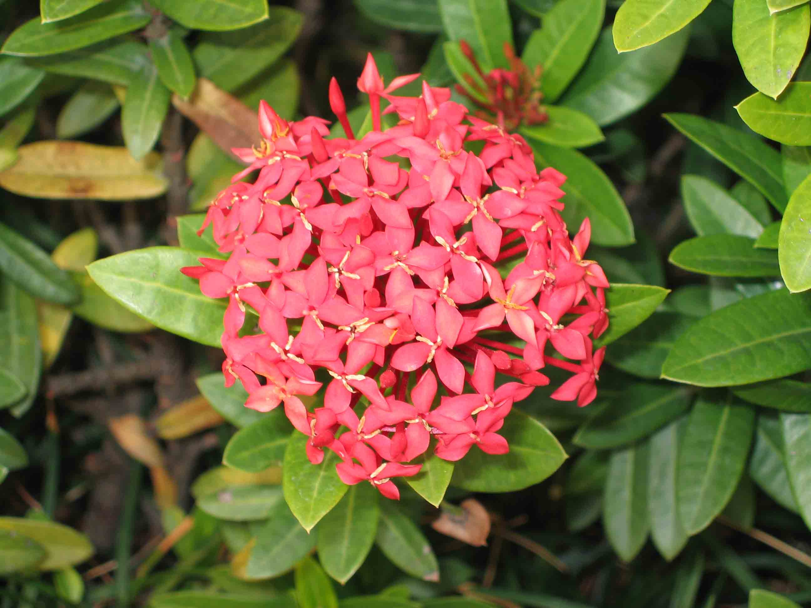 Иксора опт. Иксора цветок. Ixora chinensis в природе.