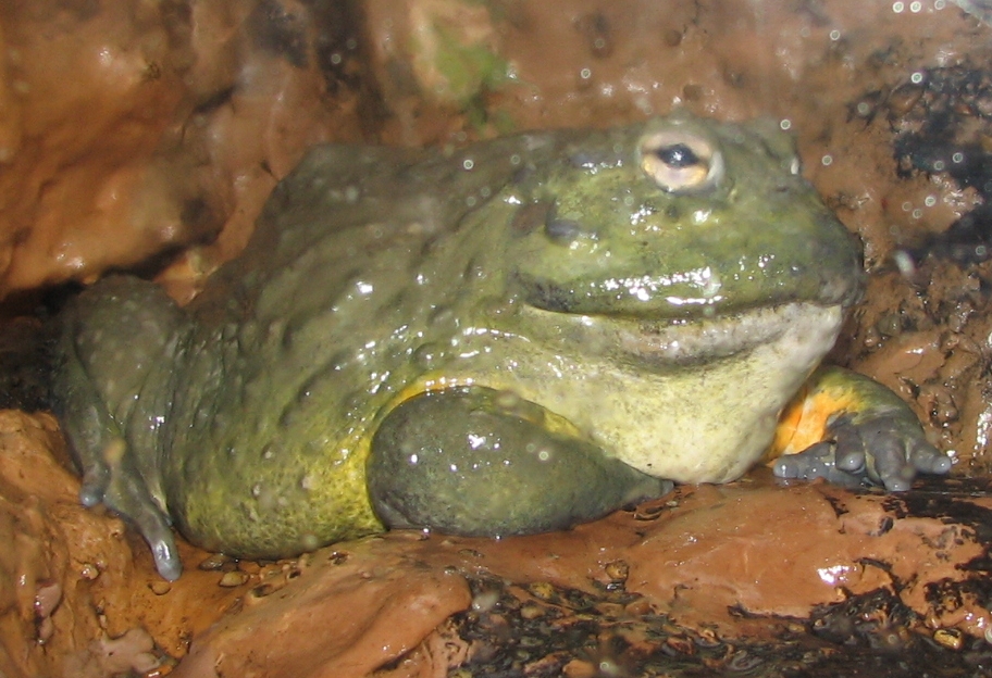 File African Bullfrog Jpg Wikimedia Commons,Nyjer Seed Feeder
