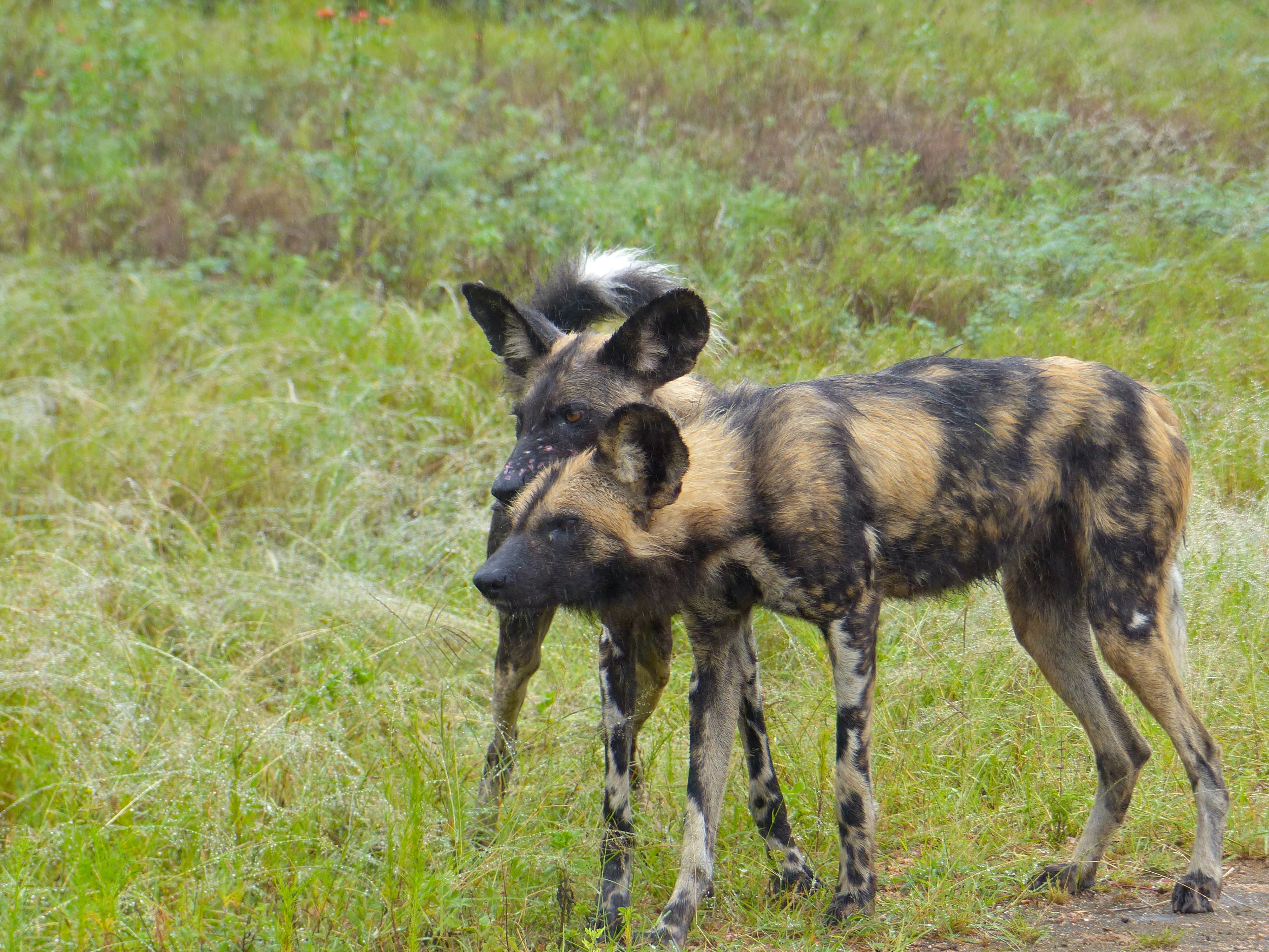 Lycaon pictus somalicus