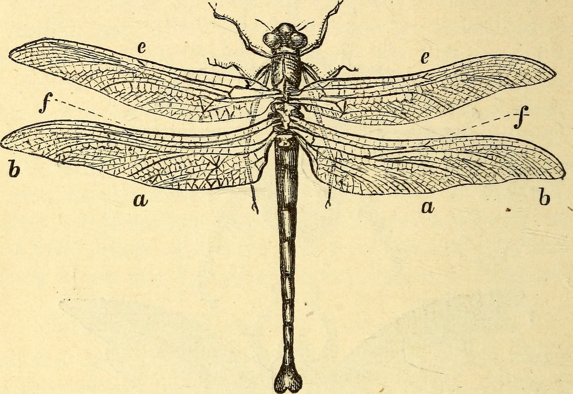 giant dragonfly extinct