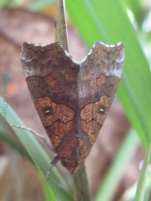 <i>Anomis auragoides</i> Species of moth