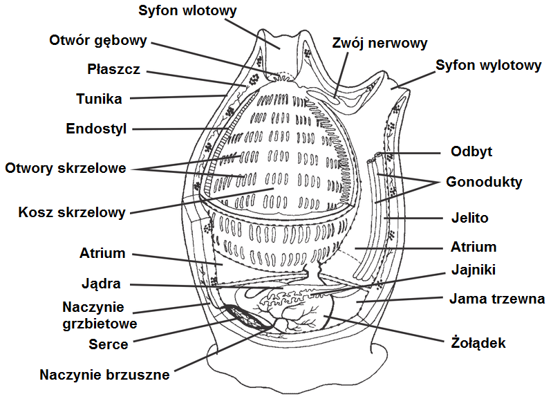 File:Ascidia anatomy.png