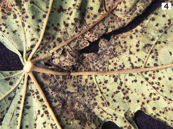 File:Asperisporium caricae on leaf.jpg