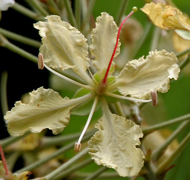 File:Bauhinia vahlii in Ananthagiri forest, AP W IMG 9204.jpg