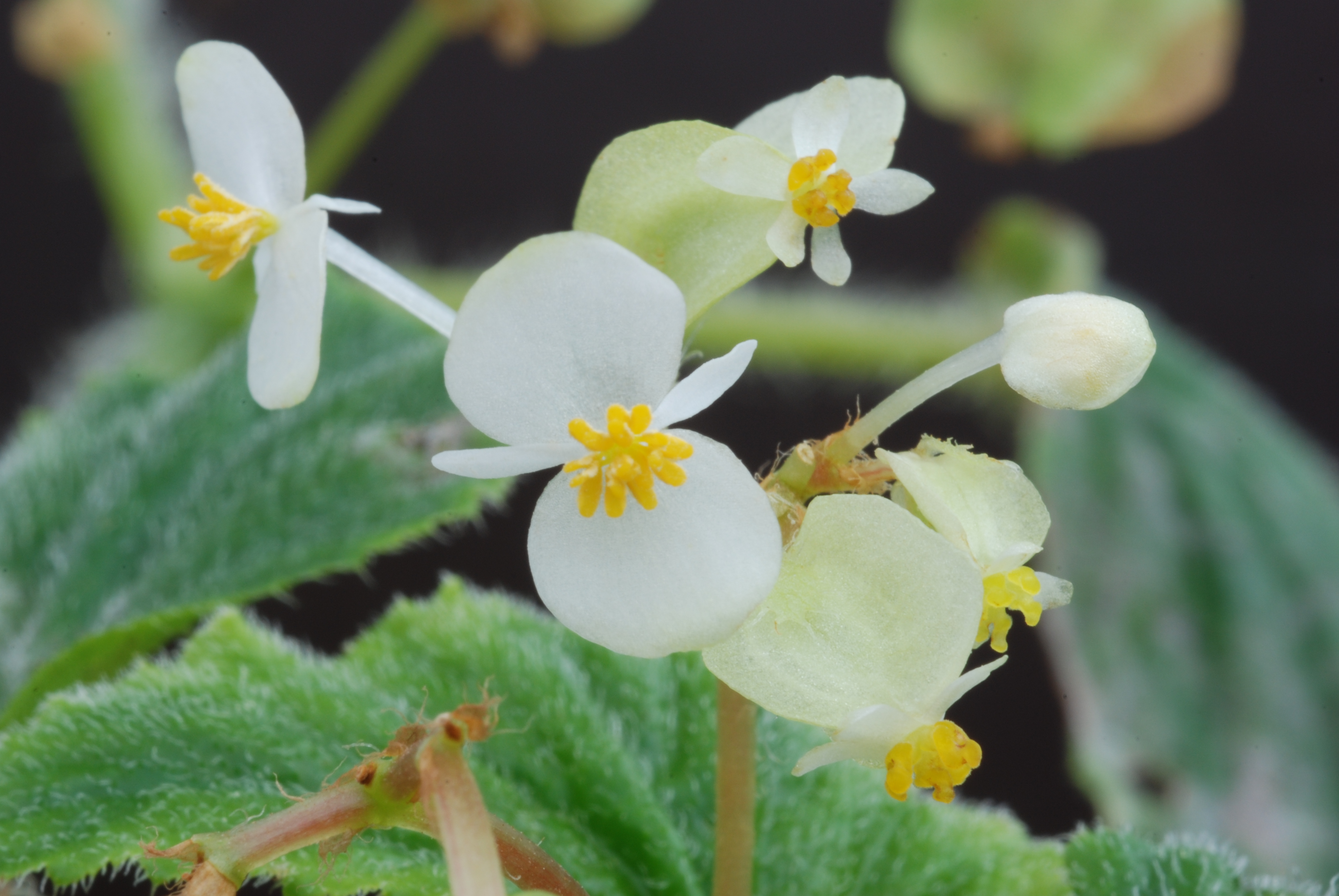 File:Begonia hirtella Link 01.JPG - Wikimedia Commons