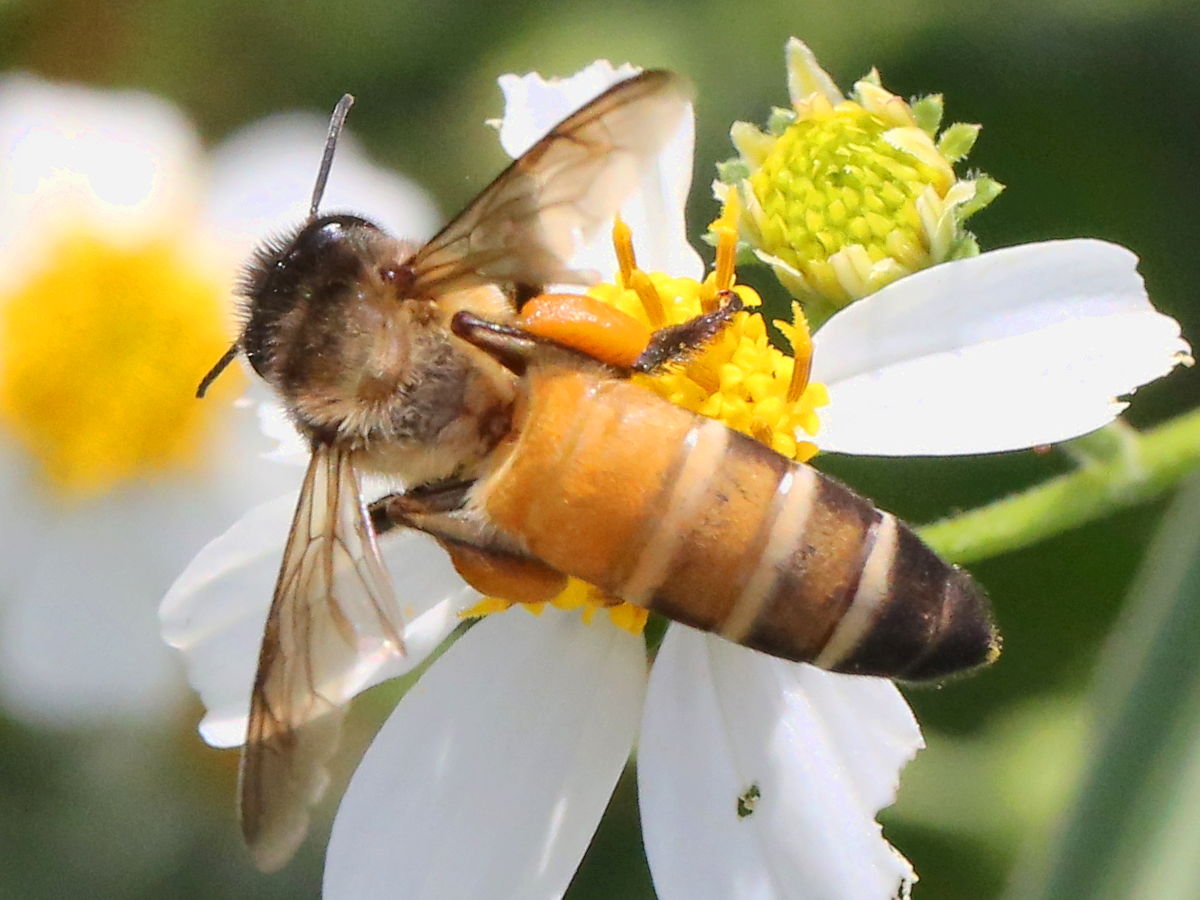 Пчелы APIS dorsata