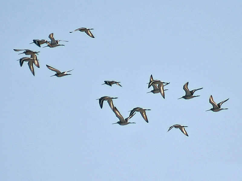 File:Black tailed Goodwit at Chilika I5 IMG 9350.jpg