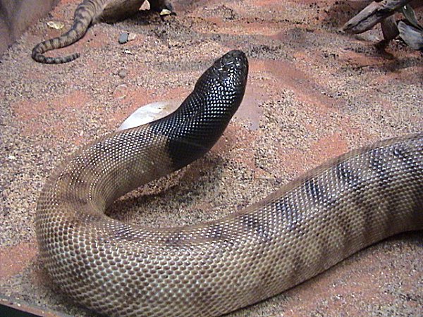 File:Blackheaded python2.jpg