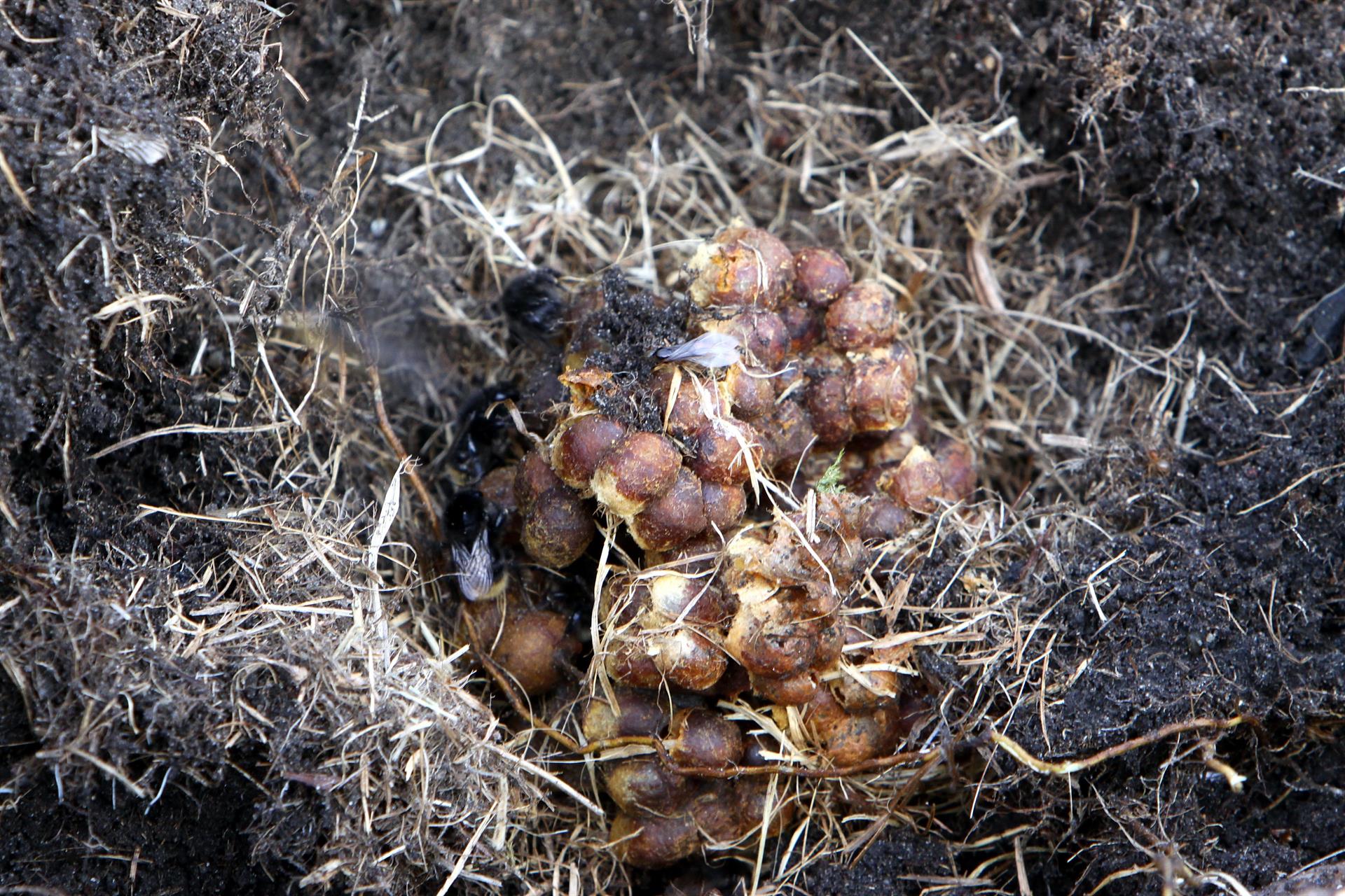 Bombus Sylvarum