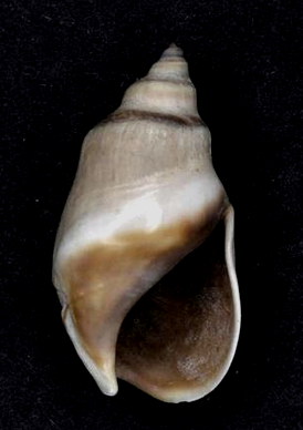 <i>Bullia callosa</i> Species of gastropod