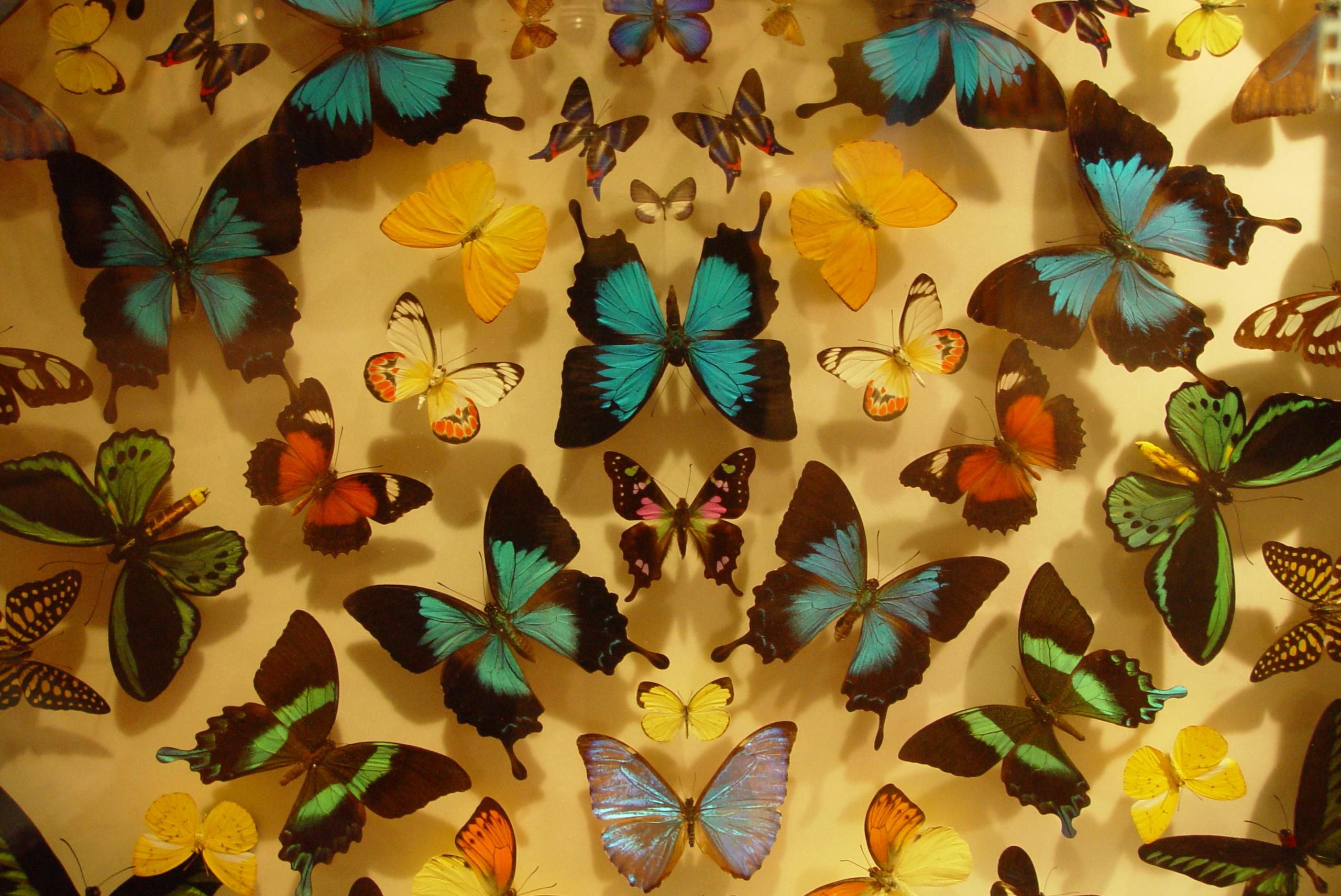 File:Butterfly display scitech.jpg - Wikimedia Commons