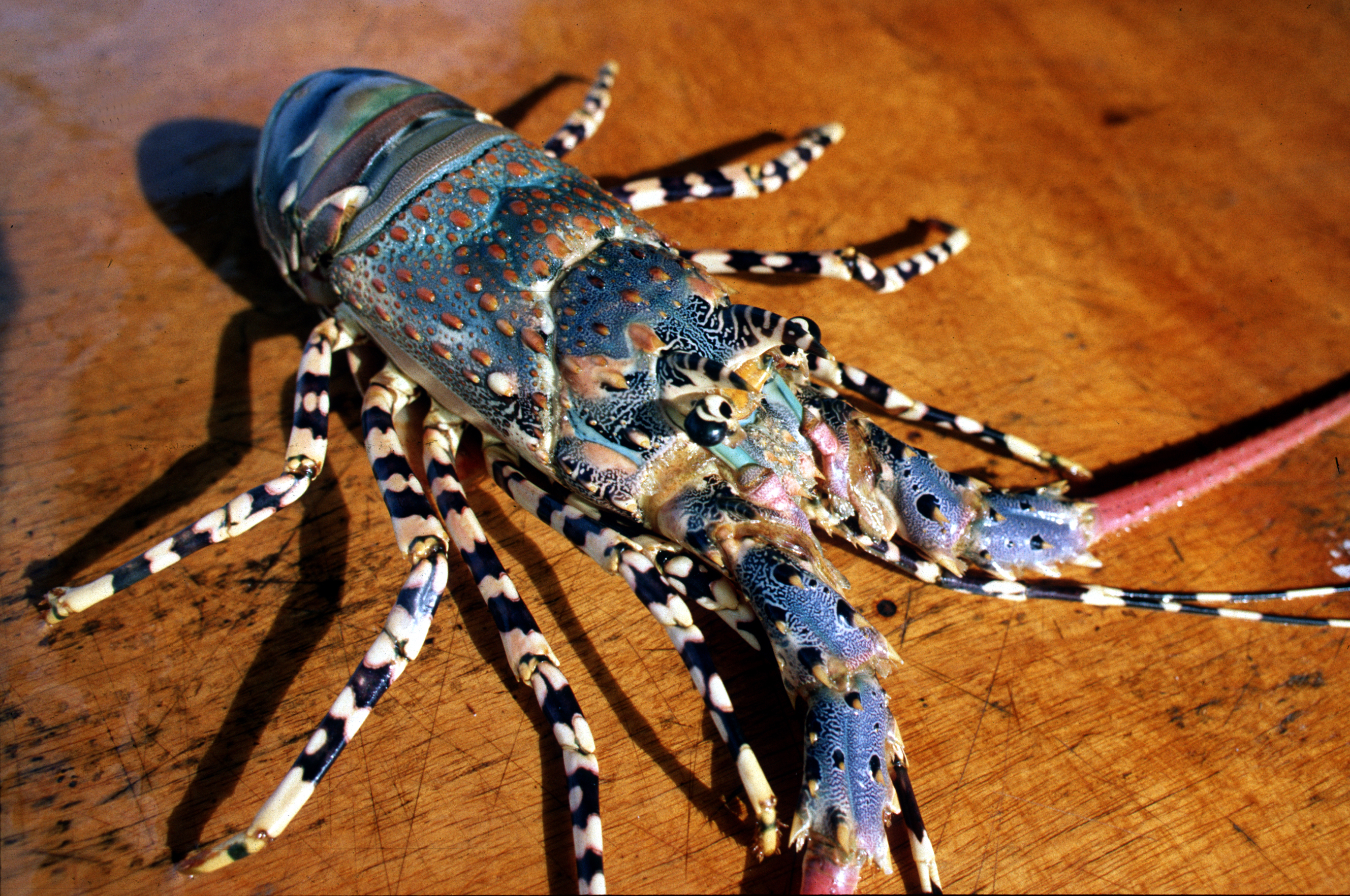 spiny lobster migration