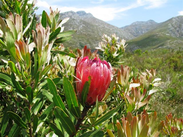 File:Cape Winelands Shale Fynbos - South Africa vegetation types.jpg