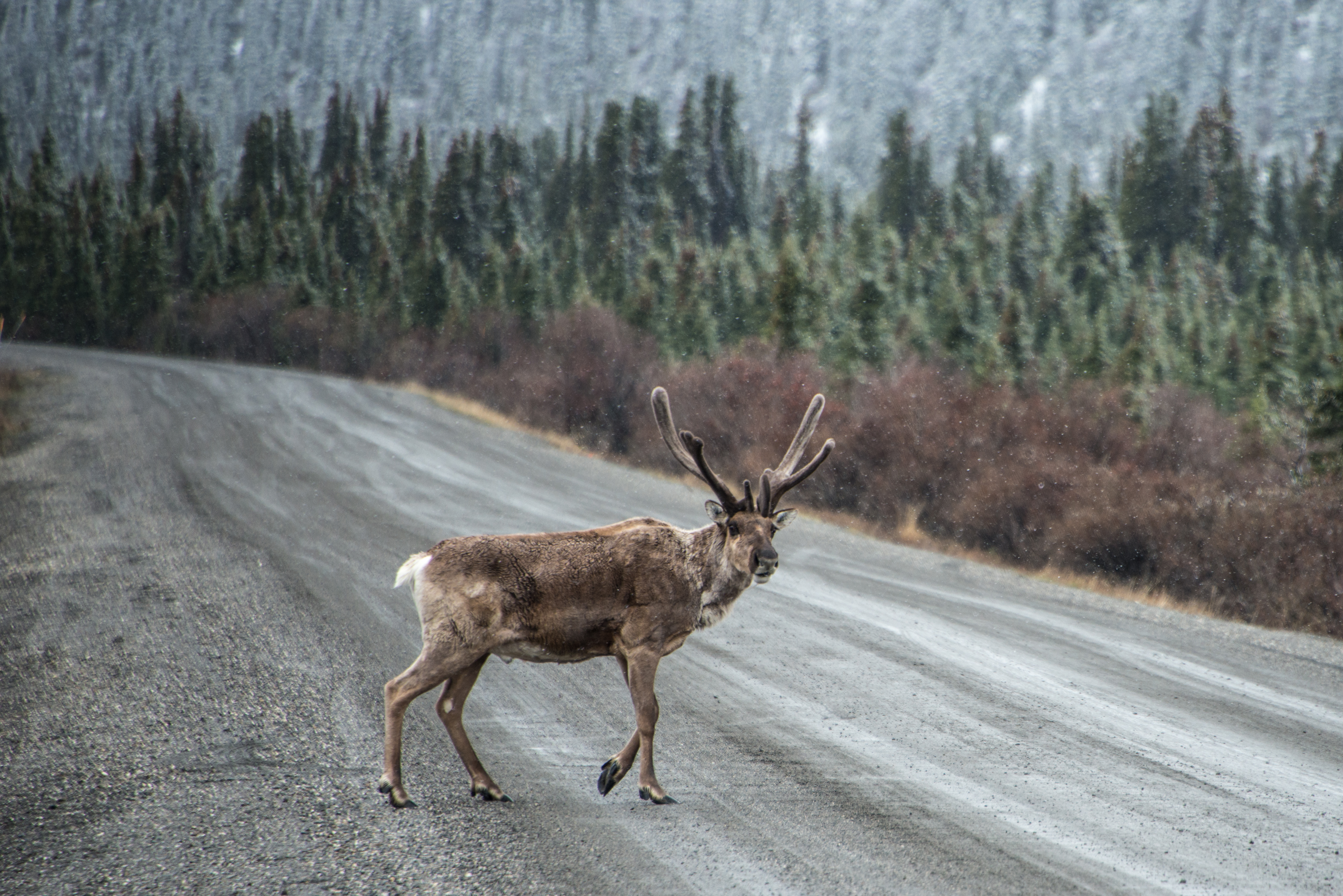 Обитатели аляски. Аляска олени. Аляска природа животный мир. США Аляска животные. Звери Аляски.