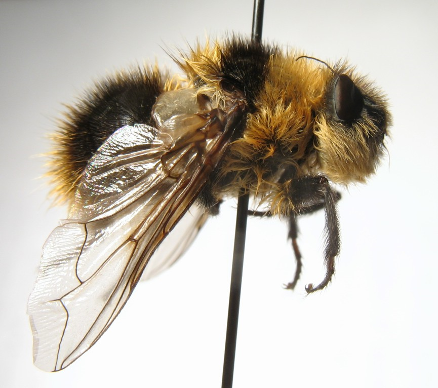 Nose bot fly - Encyclopedia of Life