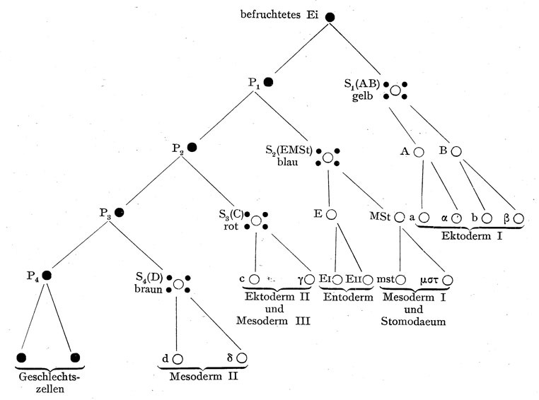 File:Chromatin diminution Ascaris.jpg