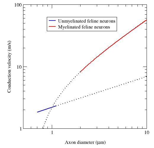 Comparison of the conduction velocities of myelinated and unmyelinated axons in the cat.[50] The conduction velocity v of myelinated neurons varies roughly linearly with axon diameter d (that is, v ∝ d),[p] whereas the speed of unmyelinated neurons varies roughly as the square root (v ∝√d).[u] The red and blue curves are fits of experimental data, whereas the dotted lines are their theoretical extrapolations.