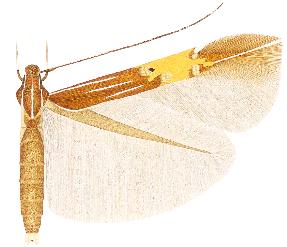 <i>Cosmopterix delicatella</i> Species of moth