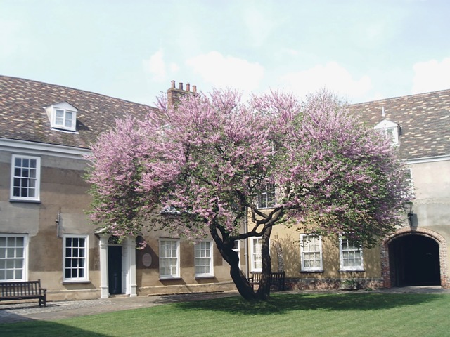 File:Courtyard of Thoresby College, Queen Street, King's Lynn - geograph.org.uk - 801016.jpg