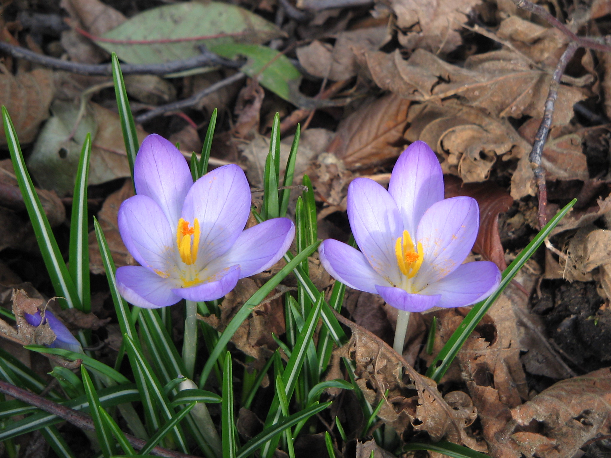 Атака на крокус. Crocus artvinensis. Crocus на русском. Махровый Крокос весенний. Животные Виктории Крокус.