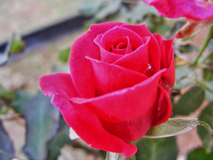 File:Dew In The Roses (52744468).jpeg