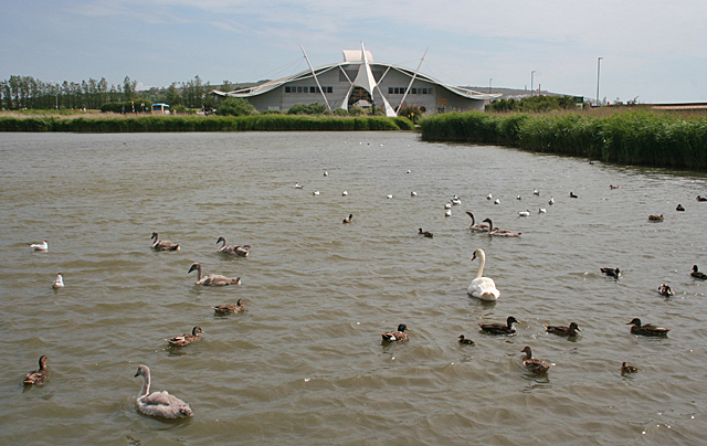 File:Duck Pond - geograph.org.uk - 4087963.jpg