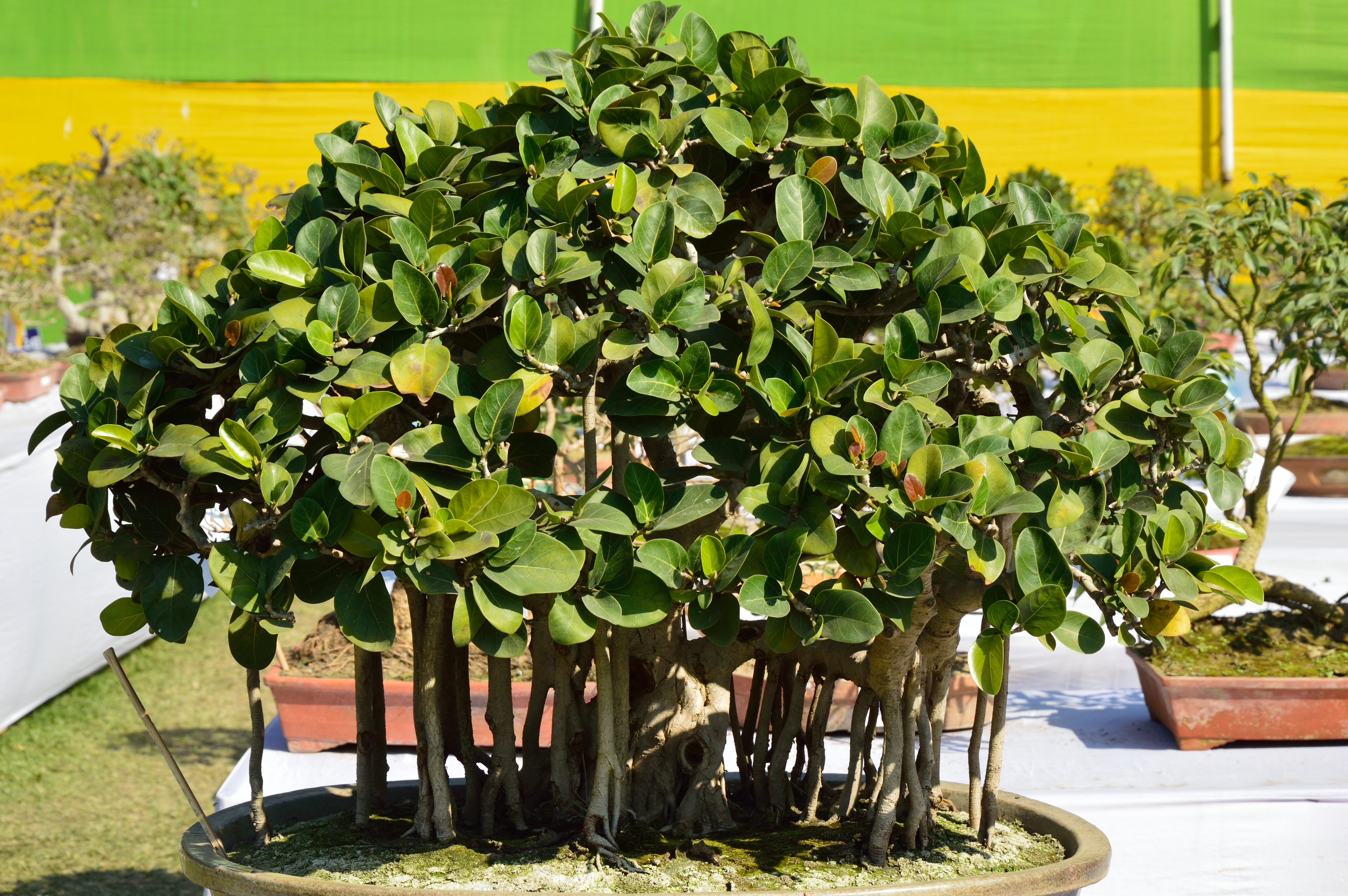 Ficus_benghalensis_ _Bonsai_ _Alipore_ _Kolkata_2013 02 10_4769