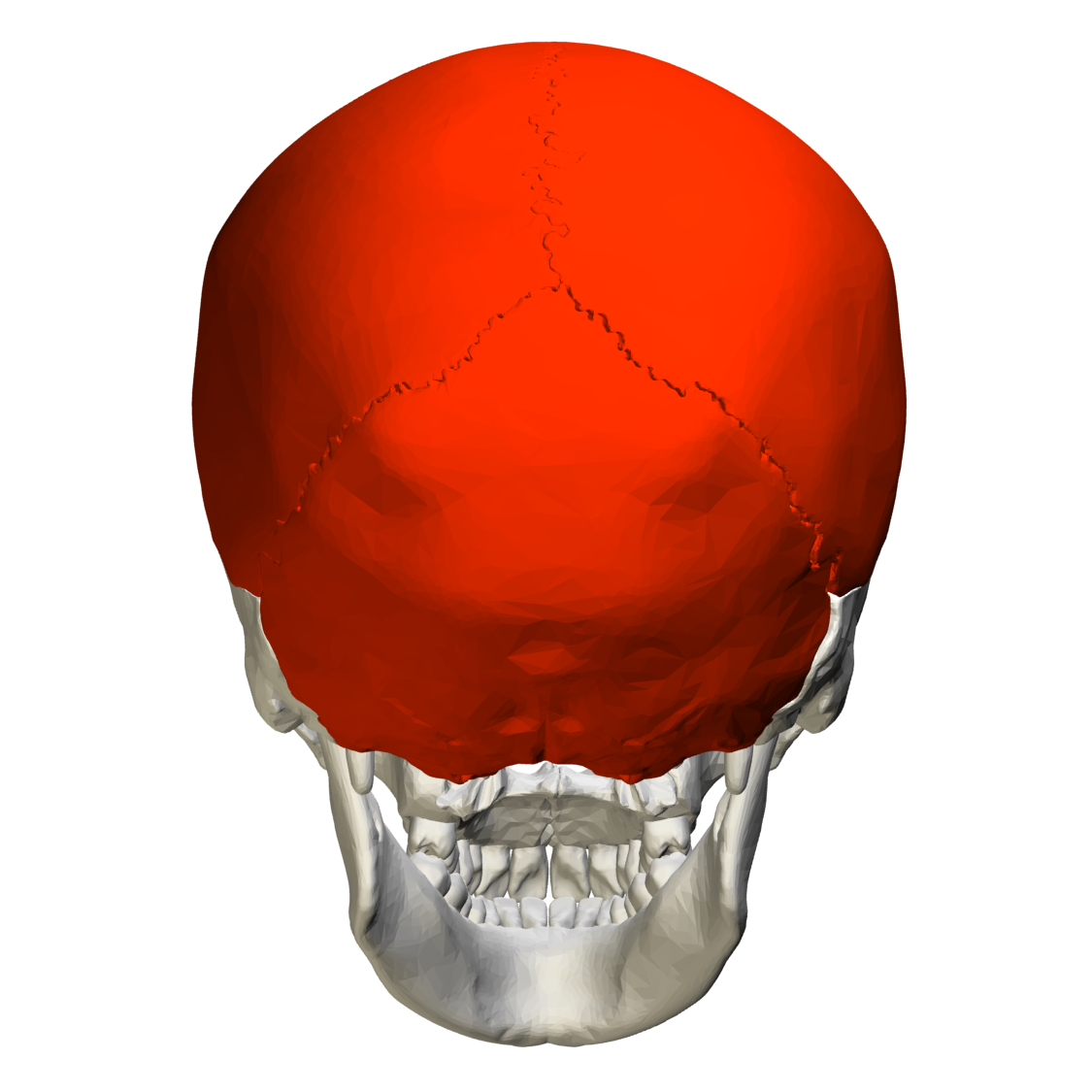 examples of flat bone